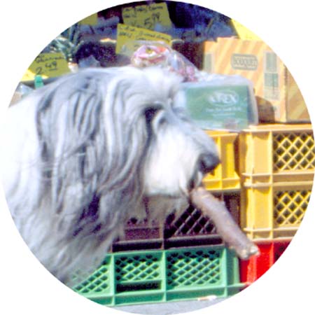hund23